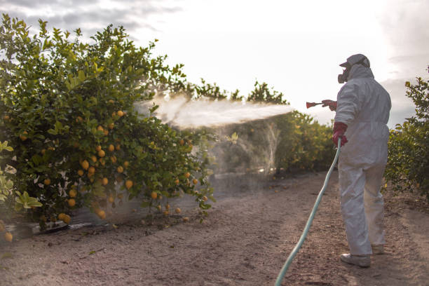 Best Residential Pest Control  in Mesquite, NV