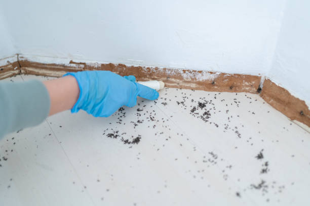 Best Ant Control Services  in Mesquite, NV